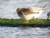 Purple Sandpiper at Southend Seafront (Steve Arlow) (88906 bytes)